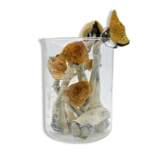 Golden Teacher Magic Mushrooms