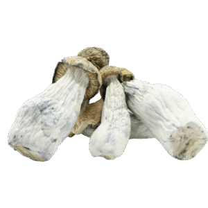 Goldmember Magic Mushrooms